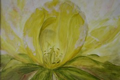 Winterlingsblüte